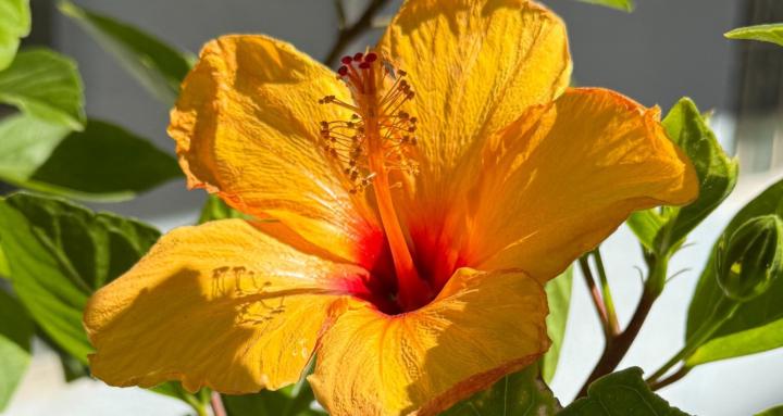 Hibiscus Blooms
