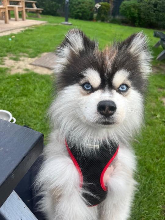 Harley Abdilla