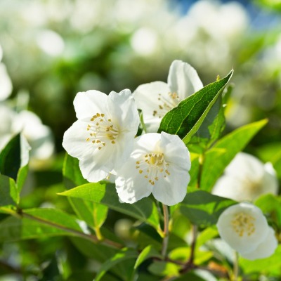 Jasmine W