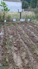 Francisco Javier Gallardo Rada