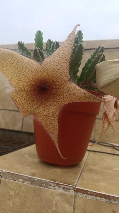 Ludhiana Grajales Ramon