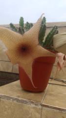 Ludhiana Grajales Ramon