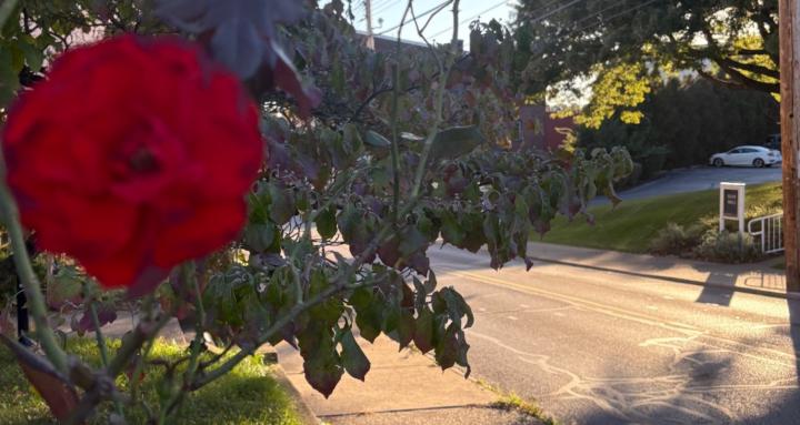 Shy earning from phone & home