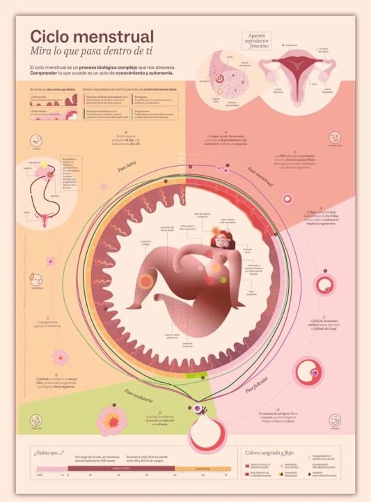 Afiche ciclo menstrual 