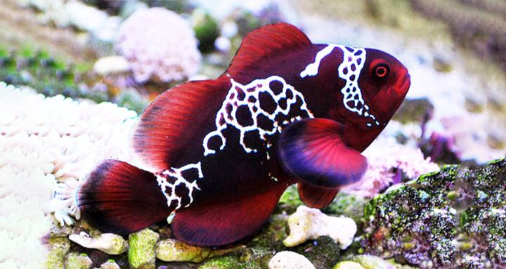 Reefs and Fish
