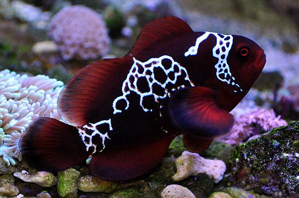 Reefs and Fish