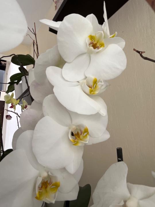 Mary Fanny Barrios Perez