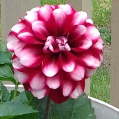 Kathy Brown Richardson