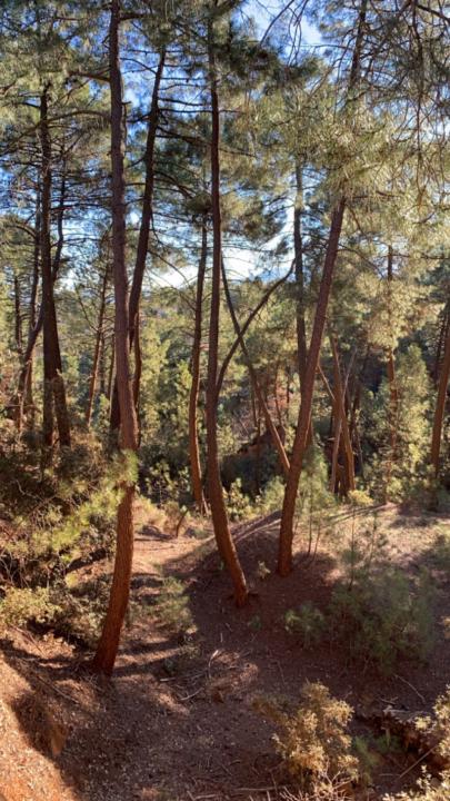 Maxime Maurel royere