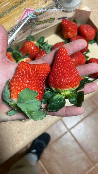 Antonio carrillo Romero