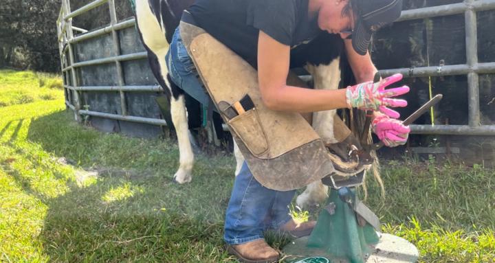 Equine Farrier School