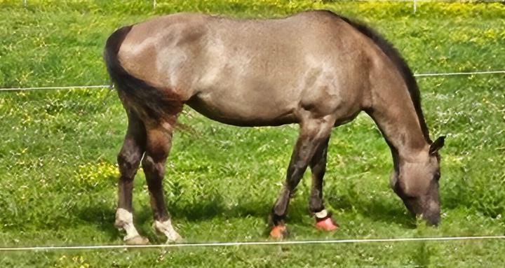 For the LOVE of HORSES!