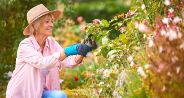 Garden Basics Hub