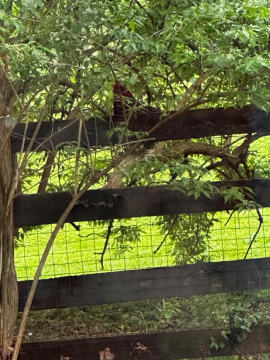 Elvira Patricia Robles