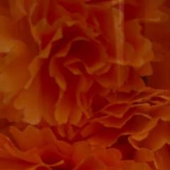 Rose S