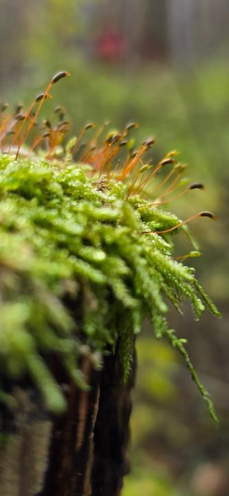 Mads Gudem Christensen