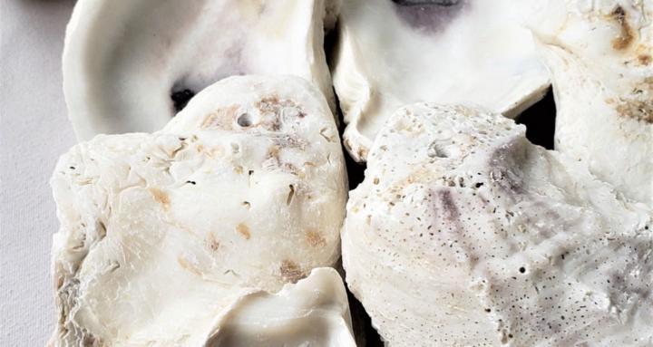 How to decoupage oyster shells