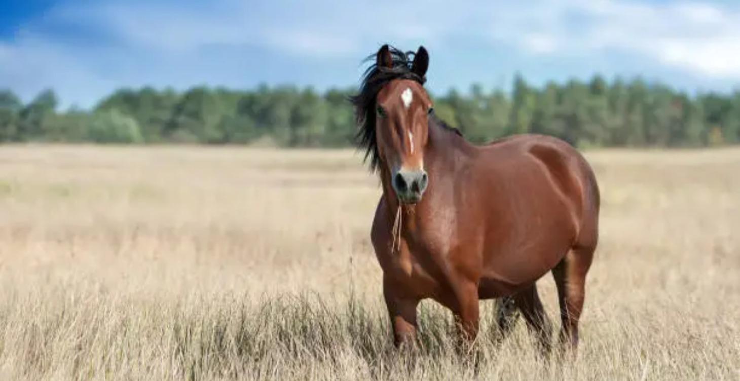 Horse Breeds