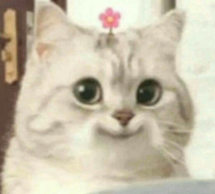 Zeynep Y