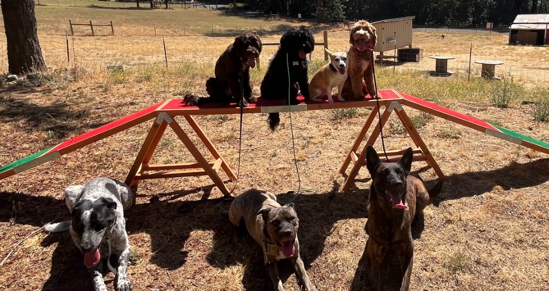 Companion Canine Community