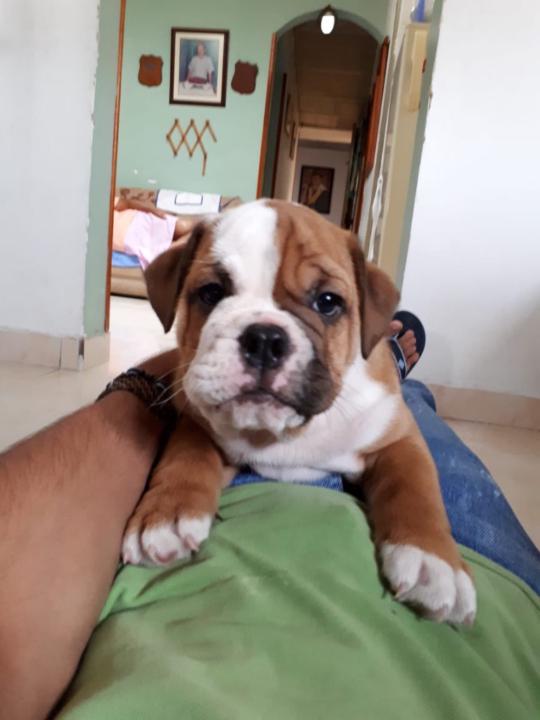 Wilmer Osorio