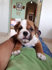 Wilmer Osorio