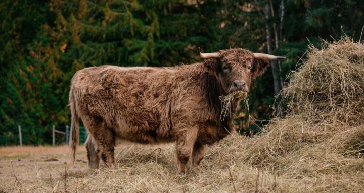 Living off the land.