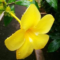 Nikoela Puna