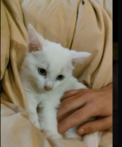 Mathis Chambon--santamaria