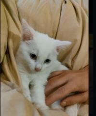 Mathis Chambon--santamaria