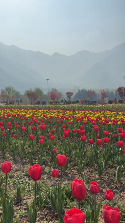 Rakshitha Jayaprakash