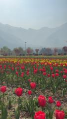 Rakshitha Jayaprakash