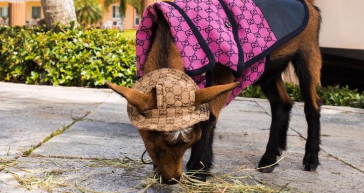Gucci Goat Luna