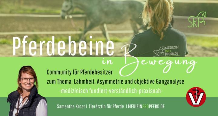 Pferdebeine in Bewegung