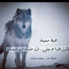 أسامة نجيب
