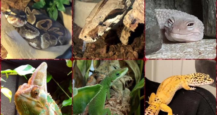 Animal Education