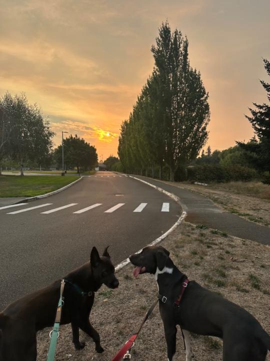 Let's see your pets and furbabies!!