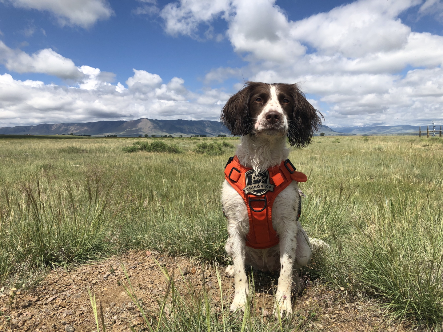 The Detection Dog Lab