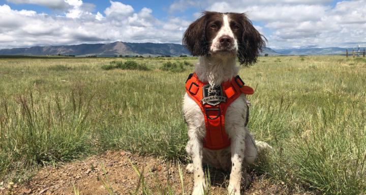 The Detection Dog Lab