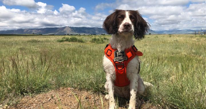The Detection Dog Lab