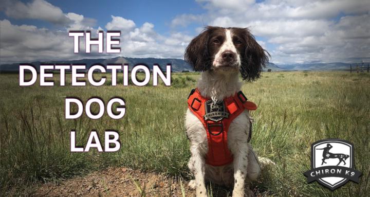 The Detection Dog Lab