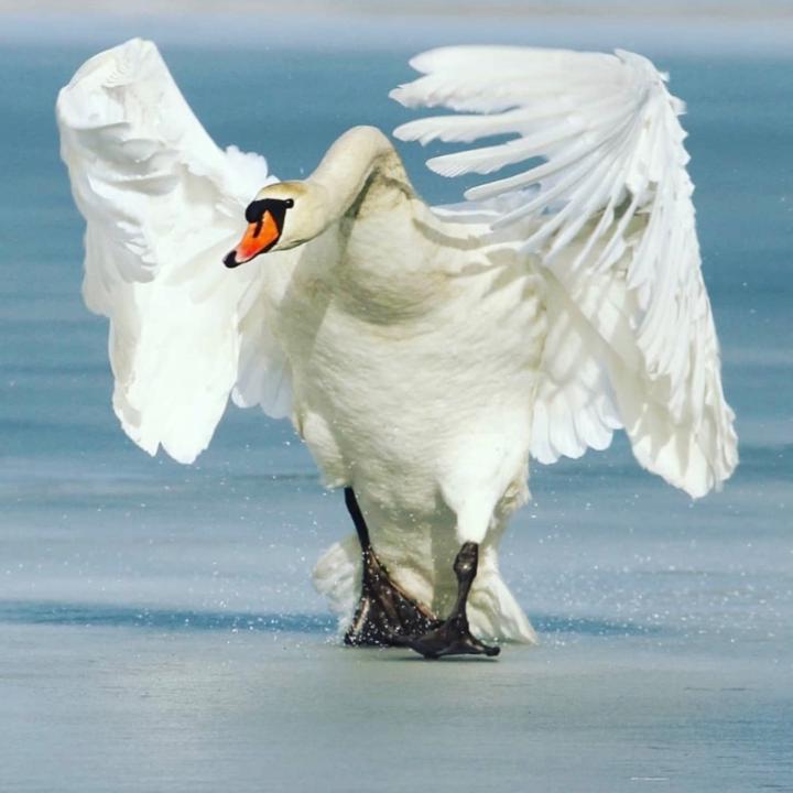 Jackie Swan