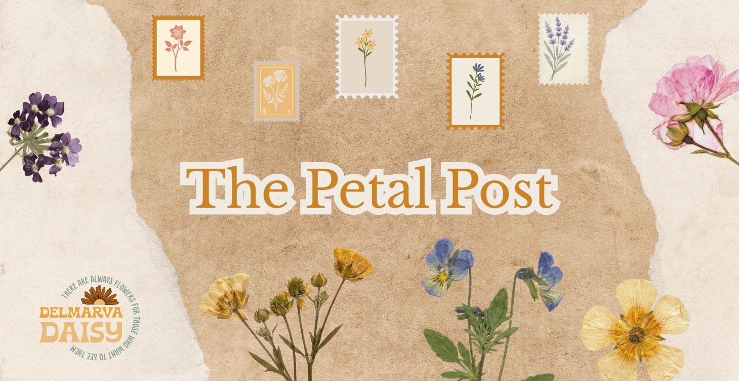 The Petal Post - 💌 Letters & Connection