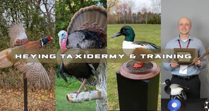 Heying Taxidermy and Training