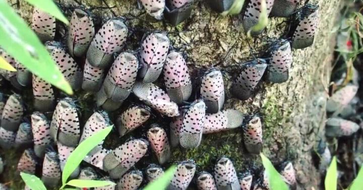 DAILY SIMCHA SCIENCE - FRIDAY 02/20/26