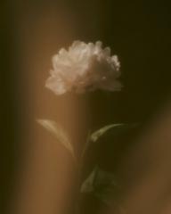 Leyla Layl