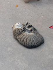 Ana María Sedano Ichpas