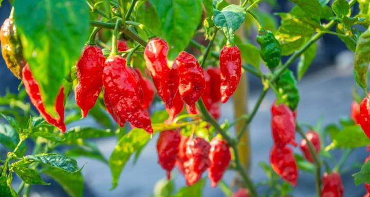 Superhot Pepper Labs