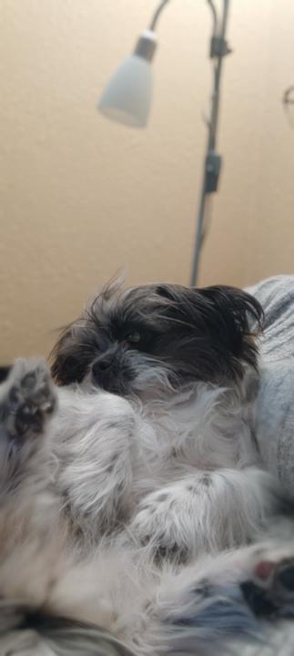 Zorana Milosavljevic