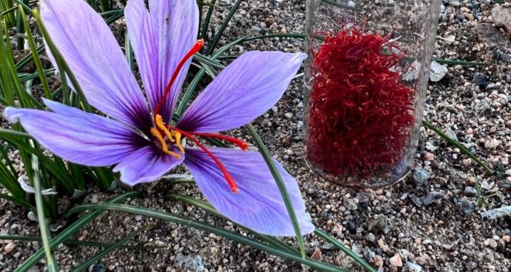 Saffron Growers Academy